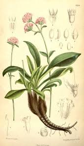 indicae (nard de l'Inde)