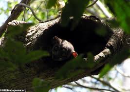 Lepilemur edwardsi sportive