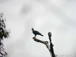 Spizaetus alboniger