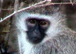 Cercopithecus aethiops