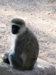 Patas Monkey Erythrocebus