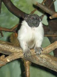 File:Stavenn Saguinus bicolor