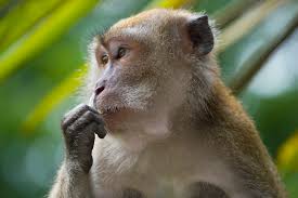 File:Macaca fascicularis.jpg