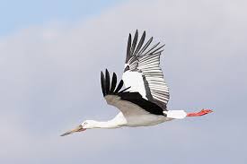 Stork Ciconia boyciana,