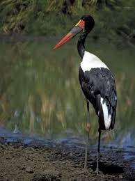 stork (Ephippiorhynchus