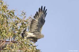 Puna Hawk Buteo poecilochrous