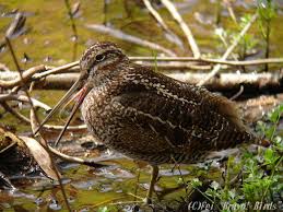 Snipe/ Gallinago solitaria