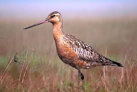 (Limosa lapponica) - wiki;