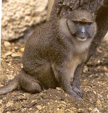 (Allenopithecus nigroviridis)