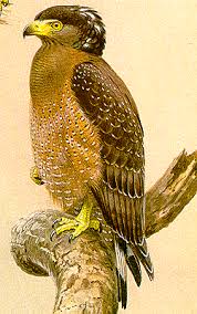 eagle (Spilornis cheela