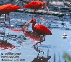 Eudocimus ruber Scarlet