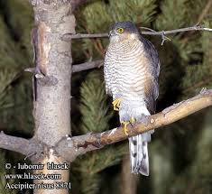 Accipiter nisus Krahujec lesní