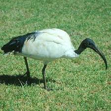 Threskiornis aethiopicus