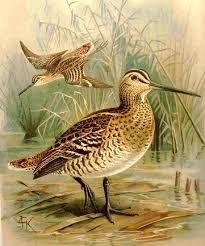 Great Snipe (Gallinago media)