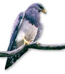Geranoaetus melanoleucus