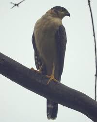 Hawk] (Accipiter bicolor