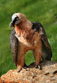 (Gypaetus barbatus) - Wiki