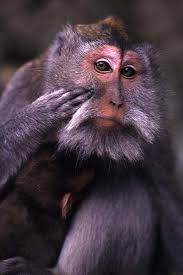 Macaca fascicularis
