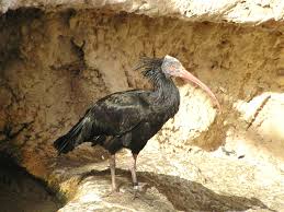 Ibis (Geronticus eremita)
