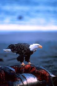 Haliaeetus leucocephalus