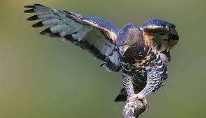 Stephanoaetus coronatus