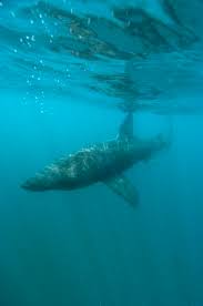 Cetorhinus maximus images