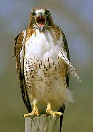 Macho-Buteo Jamaicensis