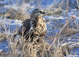 Buteo lagopus,