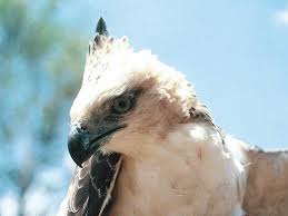 (Spizaetus philippensis)