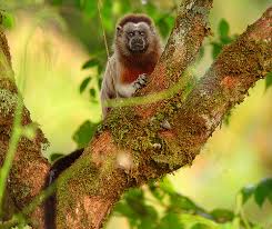 Saguinus leucopus