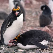 Macaroni penguins one of