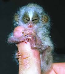 lemur (Hapalemur aureus)