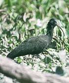 Mesembrinibis cayennensis