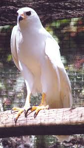 (Accipiter novaehollandiae
