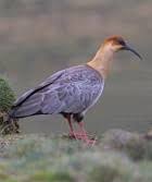 Theristicus branickii