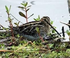 Gallinago macrodactyla