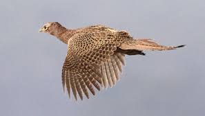 Buteo hemilasius (top) and