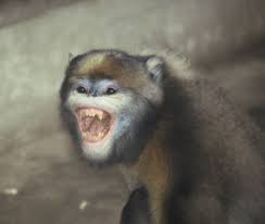 Rhinopithecus brelichi