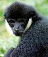 （Hylobates leucogenys）