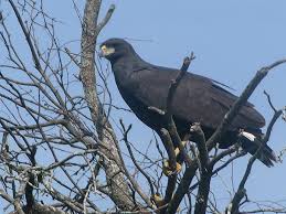 File:Buteogallus urubitinga