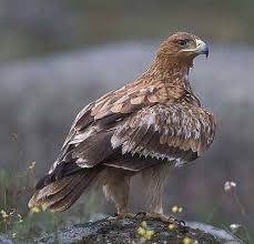 ibérica (Aquila adalberti)