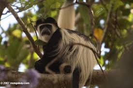 (colobus angolensis)