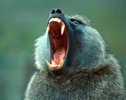 baboon jaws
