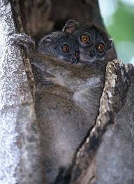 Lepilemur septentrionalis