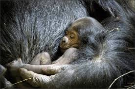 Zoo welcomes newborn gorilla
