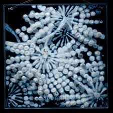 Penicillium mold garden