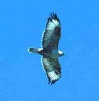 Upland Buzzard - Buteo