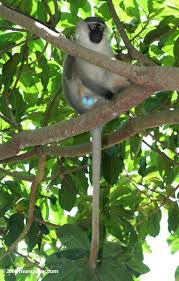 cercopithecus aethiops ）