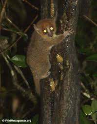 Microcebus rufus (Brown