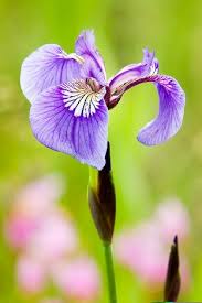 Purple Iris Flower Picture